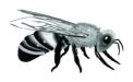 Live Bees