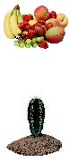 Photo of fruit and cactus